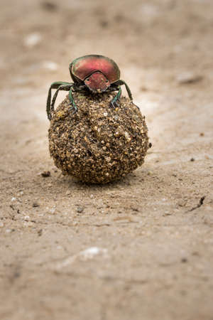 Plum Dung Beetle (Anachalcos convexus) sitting on a dung ball, Kruger National Park, South Africaの写真素材