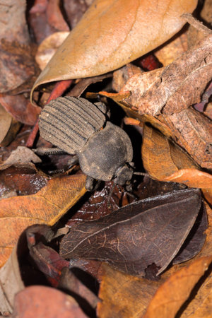 Flattened Giant dung beetle (Pachylomerus femoralis), Kruger National Park, South Africa