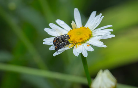 Common Dotted Fruit Chafer beetles mating on a yellow daisy flower, South Africa