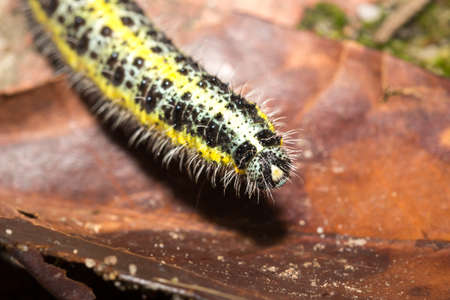 Green and yellow hairy spotted caterpillar on a green broccoli plant, Cape Town, South Africaの写真素材