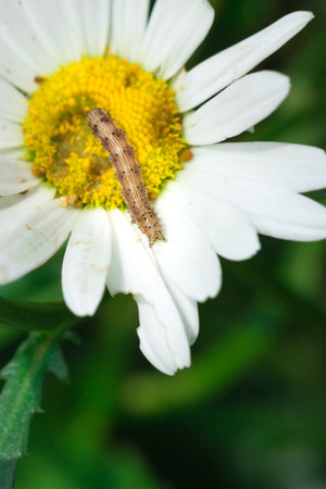 Brown hairy caterpillar on a yellow daisy flower cover in dew drops, Pietermaritzburg, South Africa