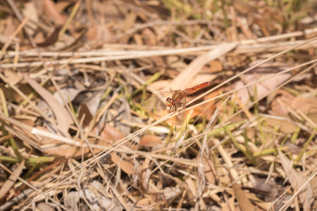 Red dragonfly camouflaged in the dead grass, Kruger National Park, South Africa