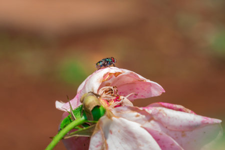 European Green blowfly (lucilia sericata) sitting on a pink rose flower, Cape Town, South Africa