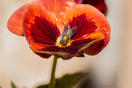 European Green blowfly (lucilia sericata) sitting on a red and orange pansy flower, Cape Town, South Africaの写真素材