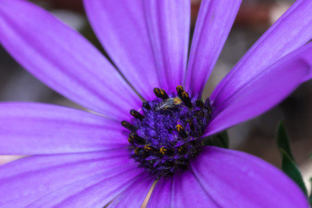 Tiny fly sitting on a purple daisy flower, Cape Town, South Africa