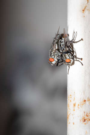 Two European Green blowflies (lucilia sericata) sitting mating, Cape Town, South Africaの写真素材