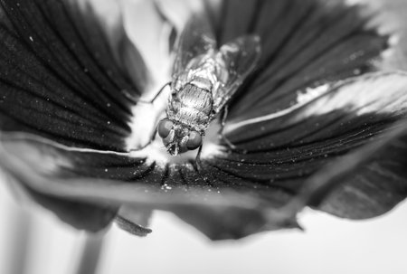 European Green blowfly (lucilia sericata) sitting on a red and orange pansy flower, Cape Town, South...