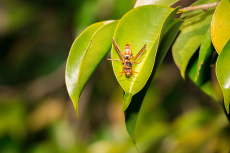 Red and black wasp (Apocrita) sitting on a green leaf, Cape Town, South Africa