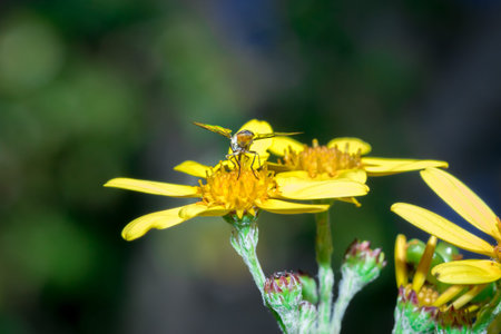 Yellow and black stripped fly sitting on a yellow daisy flower, Cape Town, South Africa