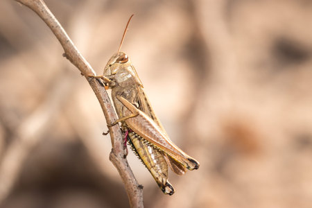 Brown Grasshopper sitting on a dead twig, Kruger National Park, South Africa