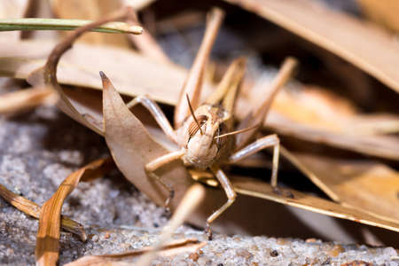Brown Grasshopper sitting on a dead twig, Kruger National Park, South Africaの写真素材