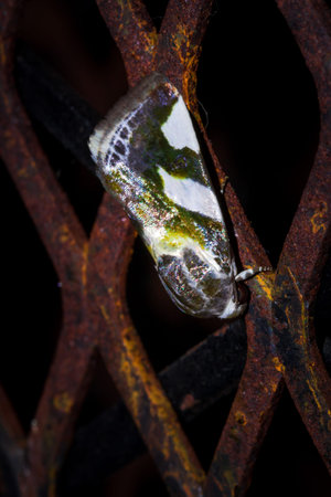 Trimenâ€™s False Tiger Moth (Agoma trimenii) sitting resting, South Africa