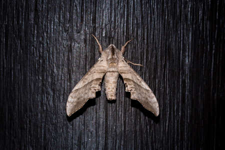 Beautiful grey and brown Moth sitting resting, South Africaの写真素材