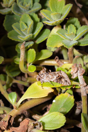 Beautiful grey and brown Moth sitting resting, South Africa