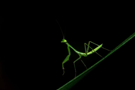 Green African Praying Mantis nymph hunting, South Africa