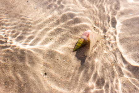 Sea Snail swimming in the shallow water on the beach, Cape Town, South Africa