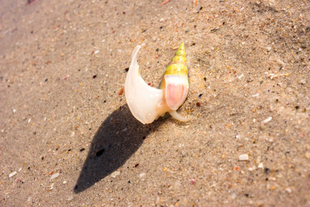 Sea Snail swimming in the shallow water on the beach, Cape Town, South Africa