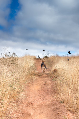 German Shepherd dog walking down a dirt road surrounded by green trees, Cape Town, South Africa
