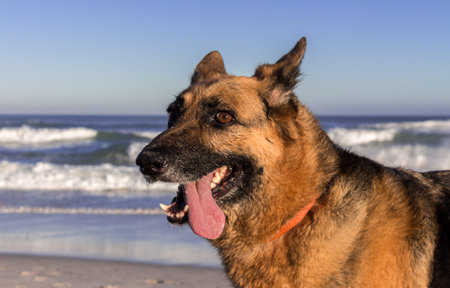 German Shepherd dog playing on the beach, with Table Mountain in background, Cape Town, South Africa