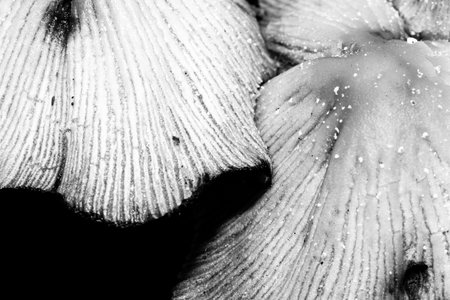 High contrast macro photography texture backgrounds, ground mushroomsの写真素材