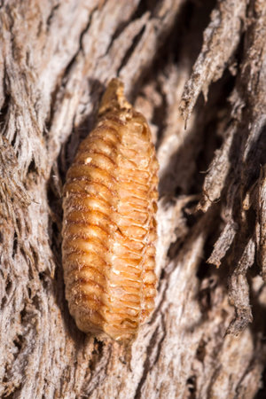 Praying Mantis eggs ootheca, Cape Town, South Africa