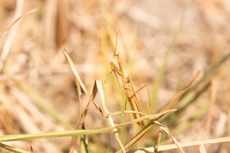 Brown male grass Praying Mantis Hunting , Cape Town, South Africa