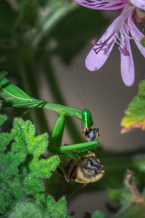 Green female African Praying Mantis eating a honey bee she caught, South Africaの写真素材