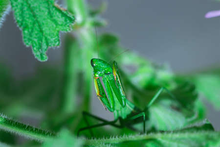 Green female Praying Mantis hunting, South Africaの写真素材
