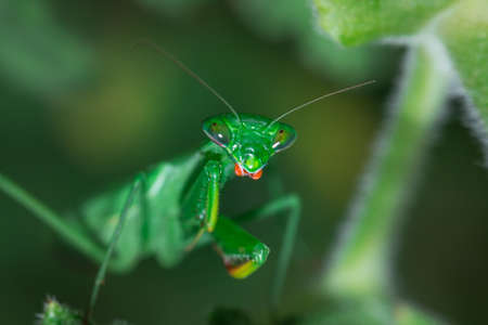 Green female Praying Mantis hunting, South Africaの写真素材