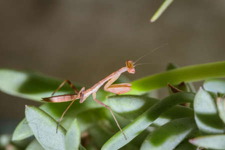 Tiny Brown Praying Mantis Nymph hunting for prey, South Africaの写真素材