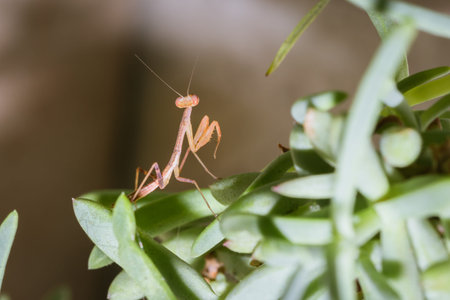 Tiny Brown Praying Mantis Nymph hunting for prey, South Africa