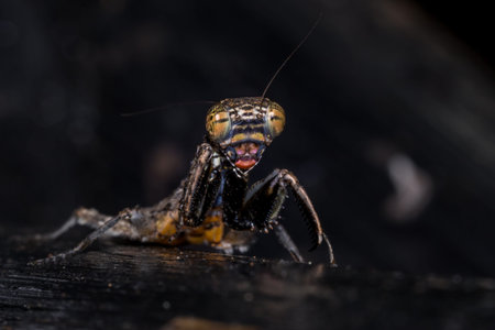 Brown and Grey Bark Mantis hunting, South Africa