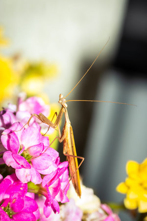 Brown male grass Praying Mantis sitting on purple and yellow flowers, Cape Town, South Africa