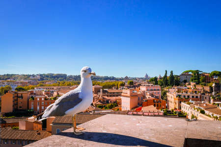 Sea Gull bird sitting looking at the view of the Roman Forum, Ancient Roman ruins in Rome, Rome, Italy, Europeの写真素材