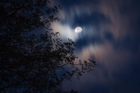 Full moon rising behind a tree, Kruger National Park, South Africa