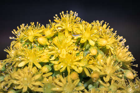 Rain drop glistening on yellow garden flowers in the early morning, Cape Town, South Africaの写真素材