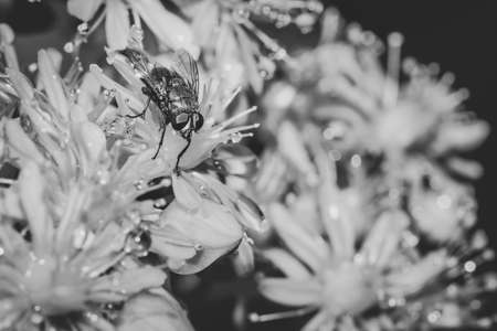 European Green blowfly (lucilia sericata) sitting on a arden flower, Cape Town, South Africaの写真素材