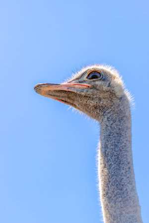 Closeup of a Common ostrich (Struthio camelus), Cape Town, South Africa