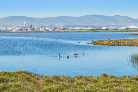 View of a lake with Egyptian geese (Alopochen aegyptiaca) swimming in the water, Cape Town, South...