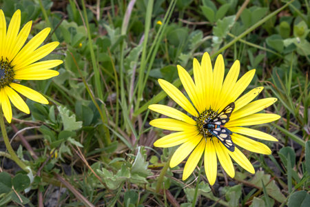 A Heady Maiden moth (Amata kuhlweini) feasting pollen on a beautiful flower, Cape Town , South...