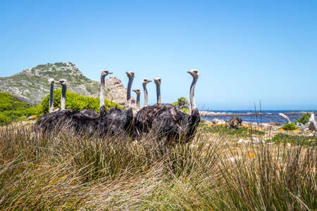 Flock of Common ostrich (Struthio camelus) walking along a green coastline, Cape Point National Park, Cape Town, South Africaの写真素材