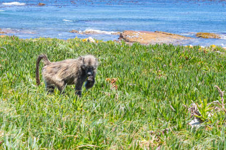 Chacma baboons (Papio ursinus) feeding on wild vegetation next to a coastline, Cape Point National Park, Cape Town, South Africaの写真素材