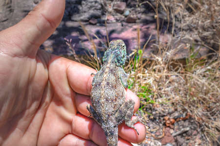 Southern rock agama (Agama atra) lizard lying in the sun on a rock, South Africa, Africaの写真素材