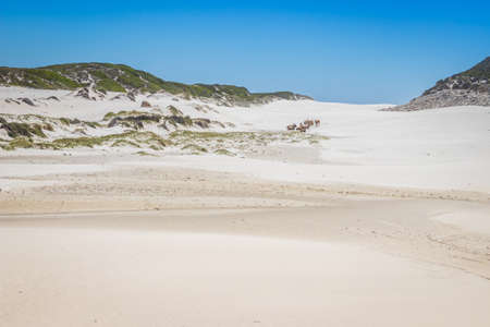 A herd of Common Eland (Taurotragus oryx) walking up a Sandy beach dune along the Cape coastline, Cape Point National Park, Cape Town, South Africaの写真素材
