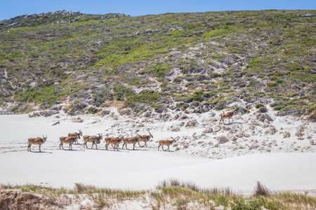 A herd of Common Eland (Taurotragus oryx) walking up a Sandy beach dune along the Cape coastline, Cape Point National Park, Cape Town, South Africaの写真素材