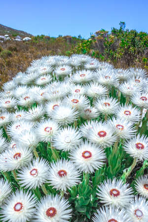 (Anaphalis margaritacea) western pearly everlasting flowers in bloom in summer, South Africaの写真素材