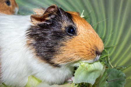 Domestic guinea pigs (Cavia porcellus) eating treats on a bed, Cape Town, South Africaの写真素材