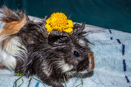 Domestic guinea pigs (Cavia porcellus) eating treats on a bed, Cape Town, South Africa