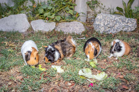 Domestic guinea pigs (Cavia porcellus) eating vegetables on a grass lawn, Cape Town, South Africaの写真素材