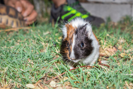 Domestic guinea pigs (Cavia porcellus) eating vegetables on a grass lawn, Cape Town, South Africa